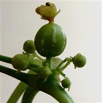  Inflorescence